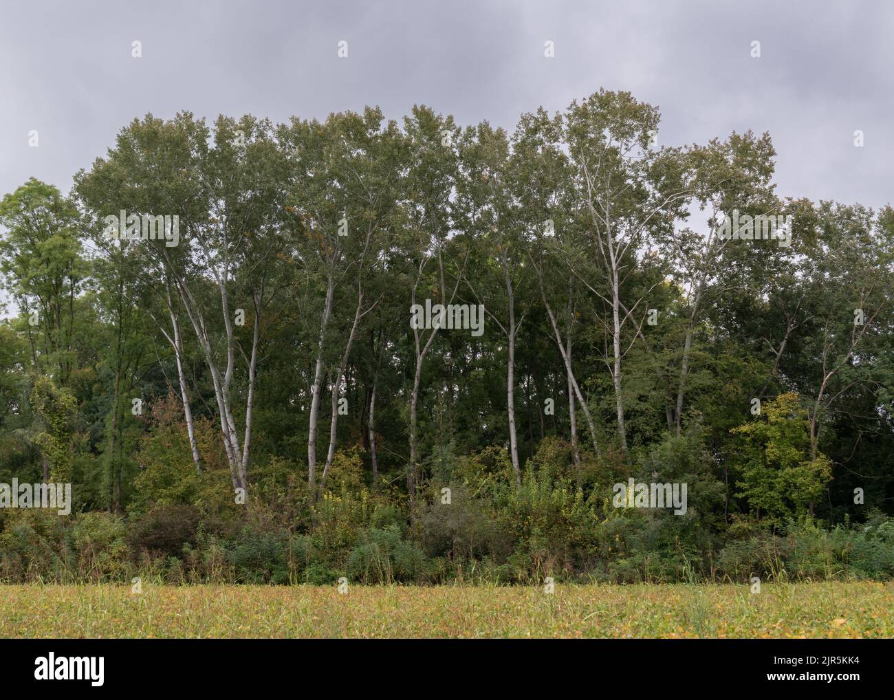 A grove of European poplars, tall silver-barked trees, in early autumn on a cloudy day Stock Photo