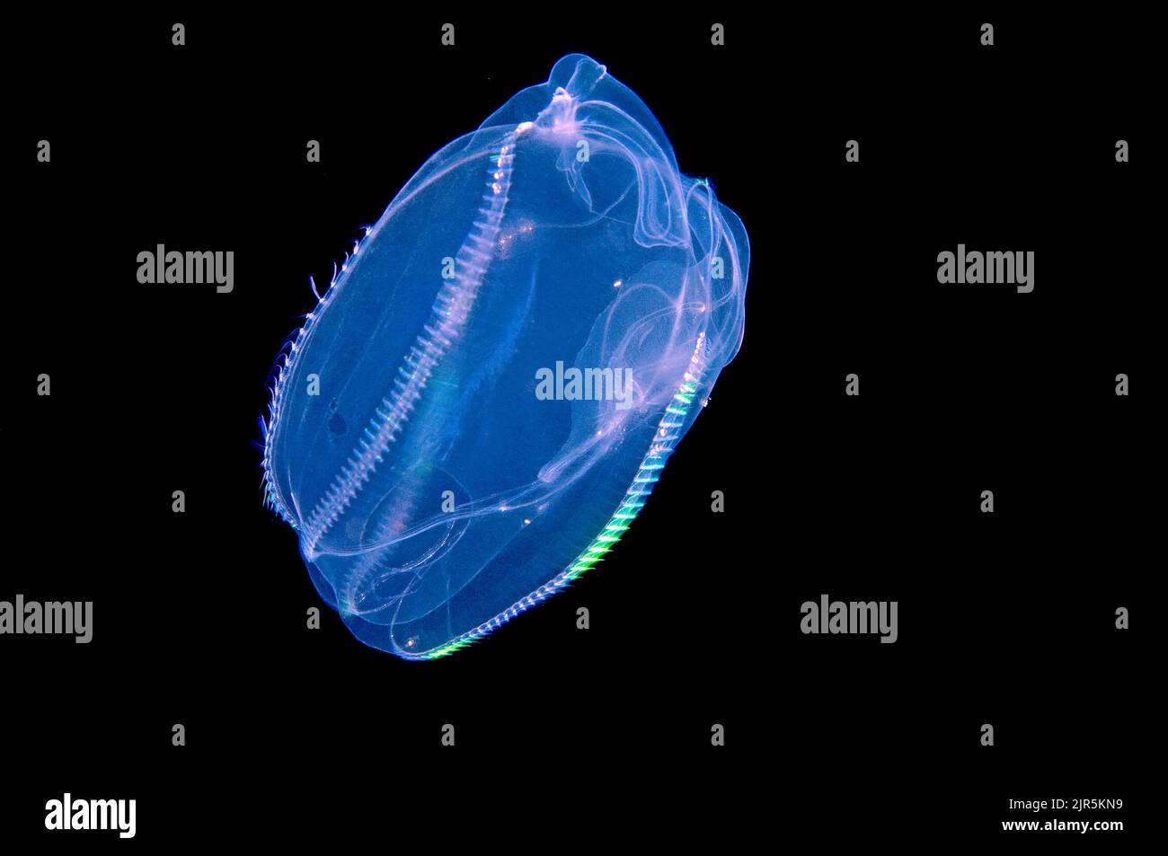 Lobed comb jelly hires stock photography and images Alamy