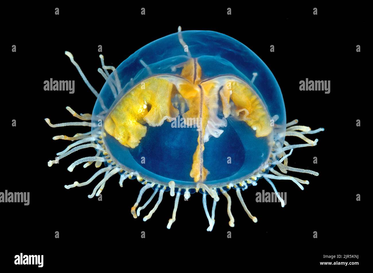 Clinging jellyfish (Gonionemus vertens, synonym, Gonionemus murbachii), Norway, North Atlantic Ocean Stock Photo