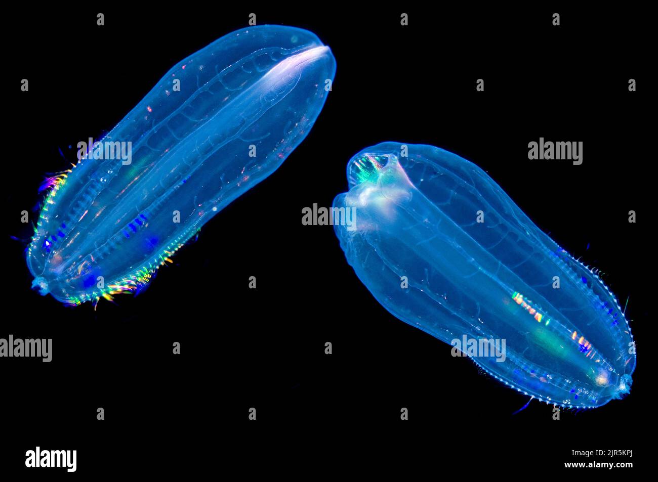 Iridescence Comb Jelly (Beroe cucumis), Gulen, Sogn og fjordane, Norway, North Atlantic Ocean, Europe Stock Photo