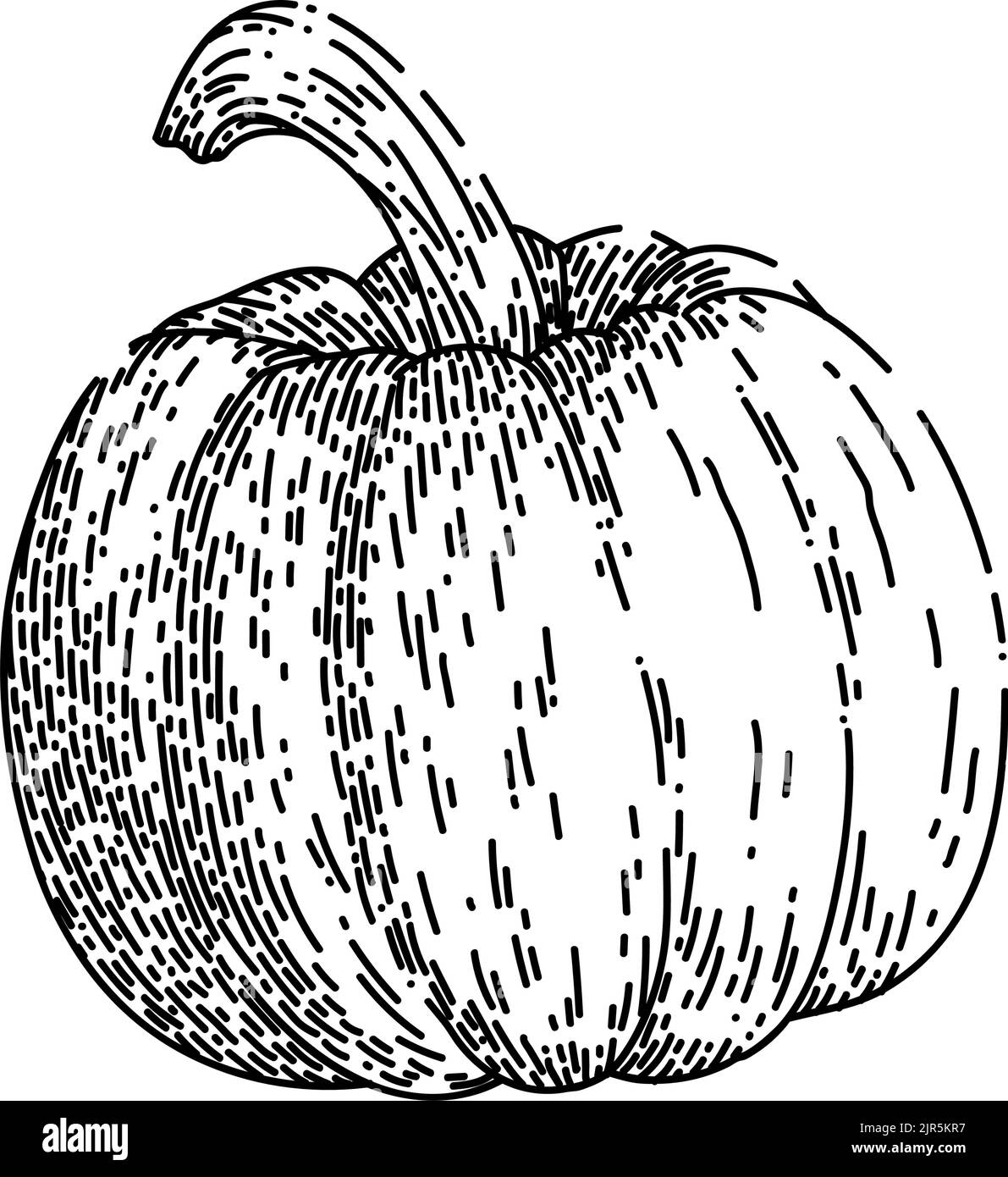Pumpkin Orange Sketch Hand Drawn Vector Stock Vector Image Art Alamy pumpkin-orange-sketch-hand-drawn-vector-stock-vector-image-art-alamy