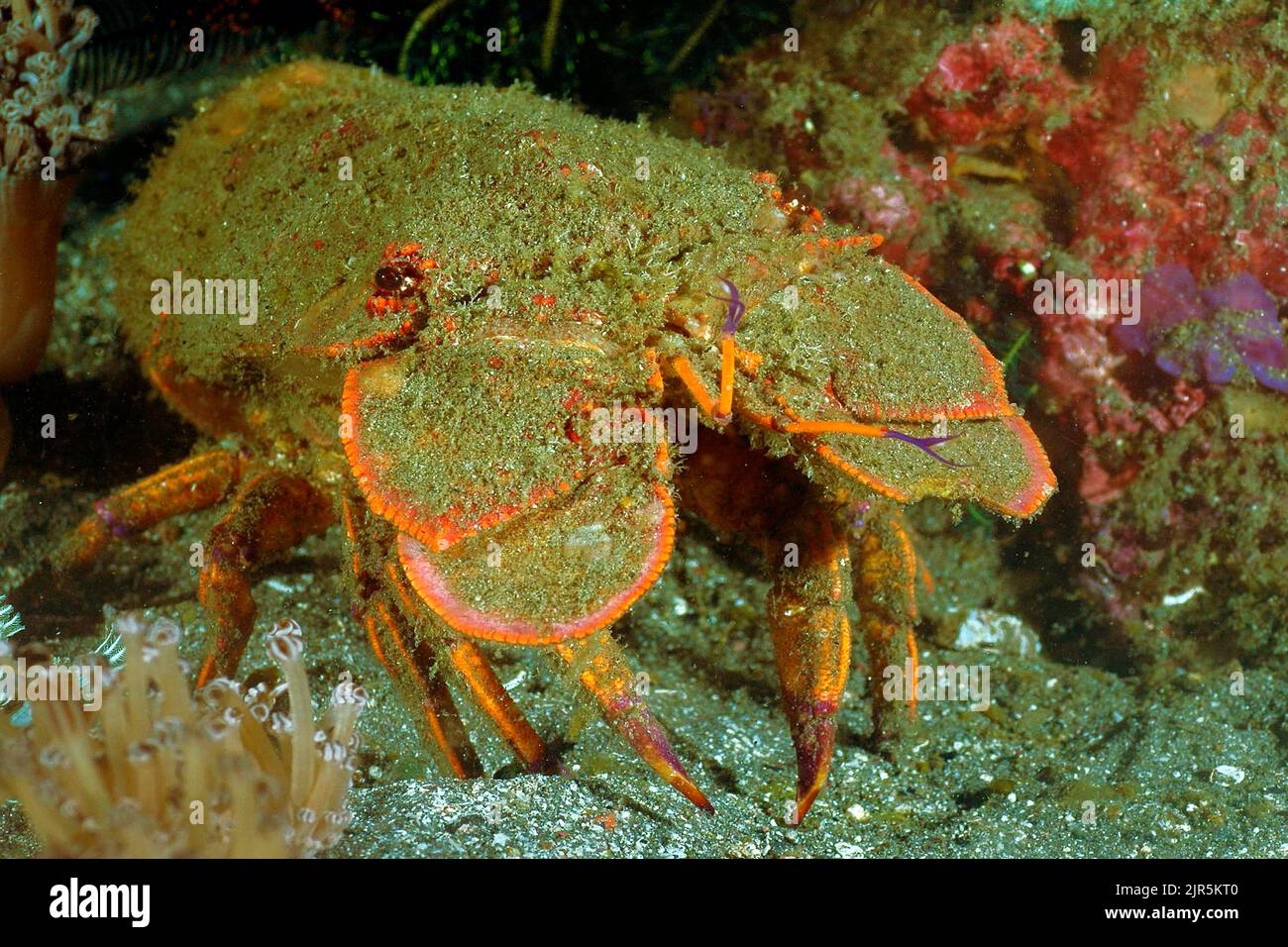 Blunt Slipper Lobster, (Scyllarides squammosus), at night, Sulawesi, Indonesia Stock Photo