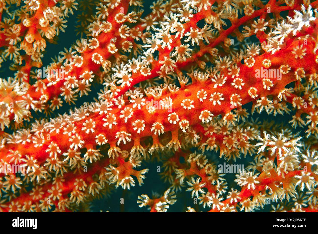 Coral polyps of a red hotn coral (Euplexaura sp.), family Plexauridae, Wakatobi, Indonesia, Asia Stock Photo