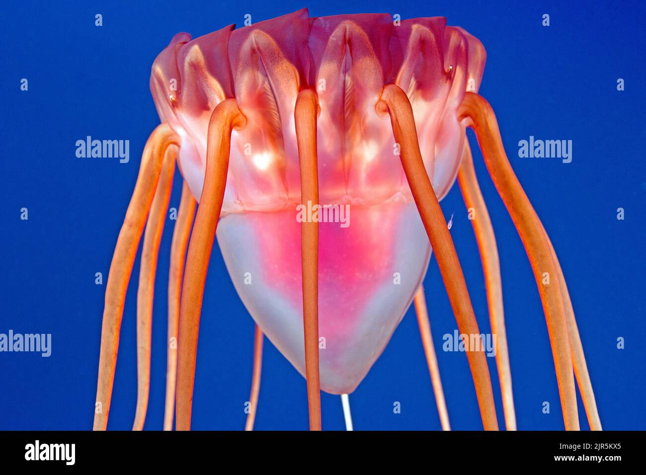 Helmet jelly (Periphylla periphylla), deep water jelly fish, Helmet jelly (Periphylla periphylla), deep water jelly fish, Hordaland, North Atlantic Oc Stock Photo