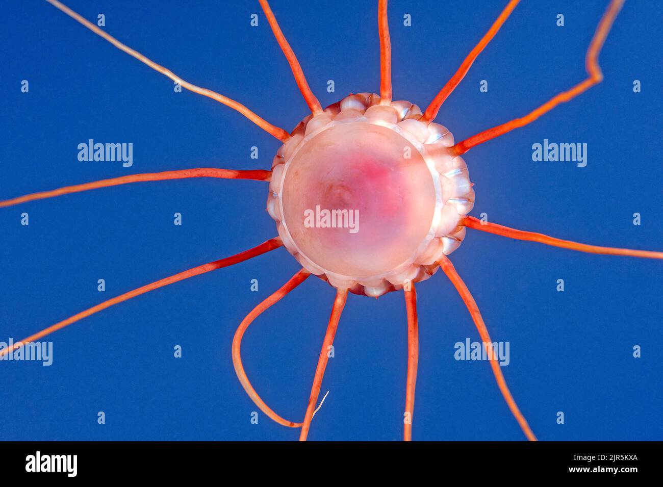 Helmet jelly (Periphylla periphylla), deep water jelly fish, Helmet jelly (Periphylla periphylla), deep water jelly fish, Hordaland, North Atlantic Oc Stock Photo