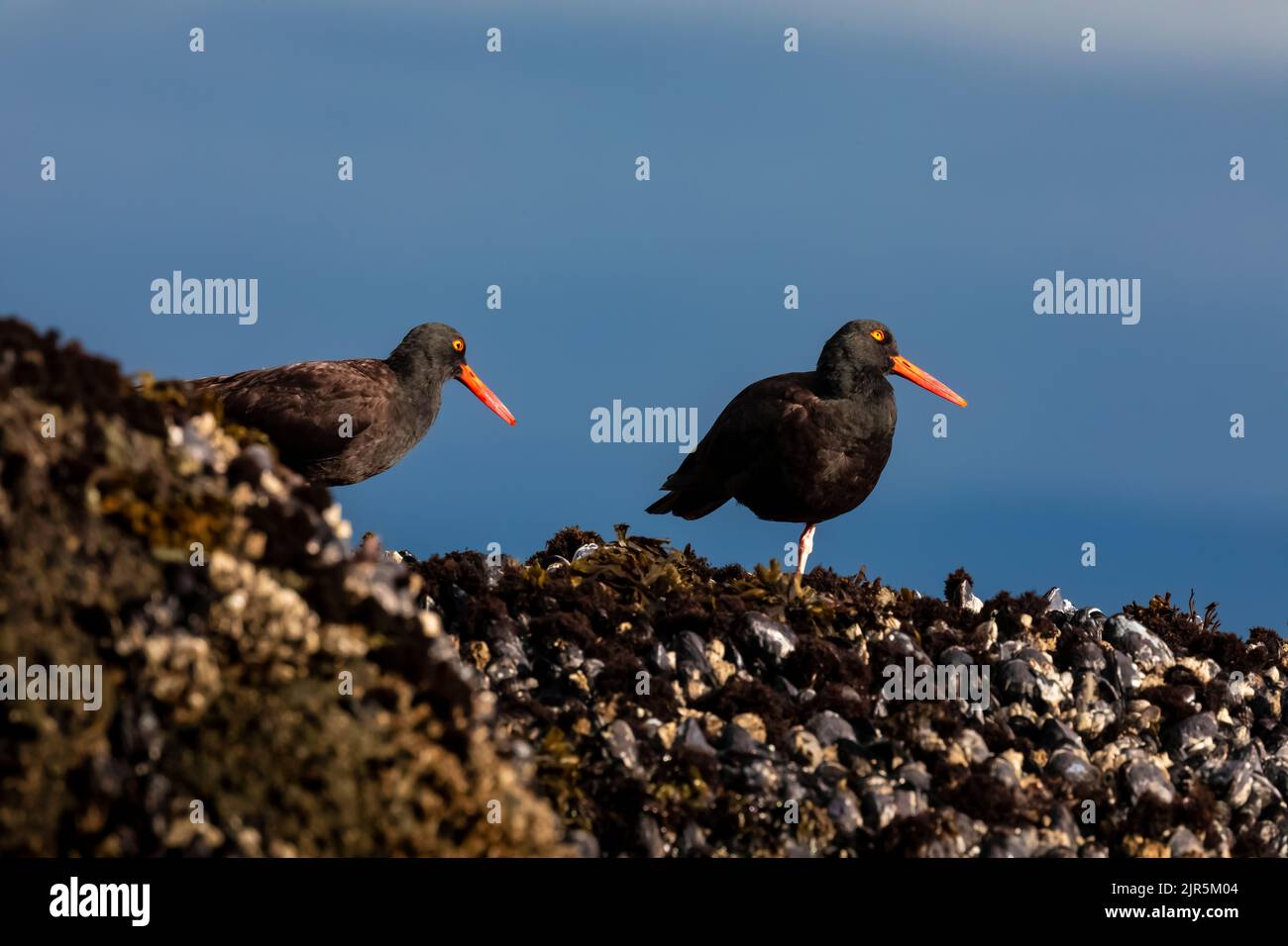 Black Oystercatchers, Haematopus bachmaniat, on mussel bed at low tide in Tongue Point in Salt Creek Recreation Area along the Strait of Juan de Fuca, Stock Photo