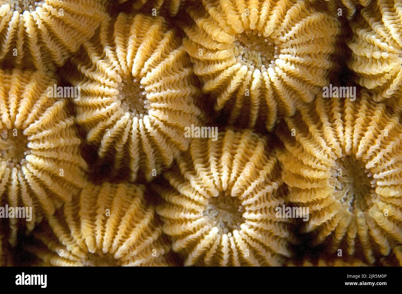 Flowery Star Coral (Diploastrea heliopora), family Faviidae, Sulawesi, Indonesia Stock Photo
