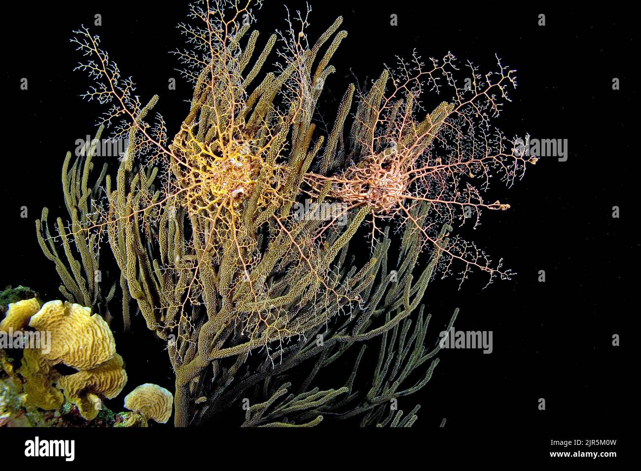 Basket Star, Caribbean Basket Star (Astrophyton muricatum, Euryale muricatum), the pancton eater is commonly found at nigth, with, Cuba, Caribbean Stock Photo