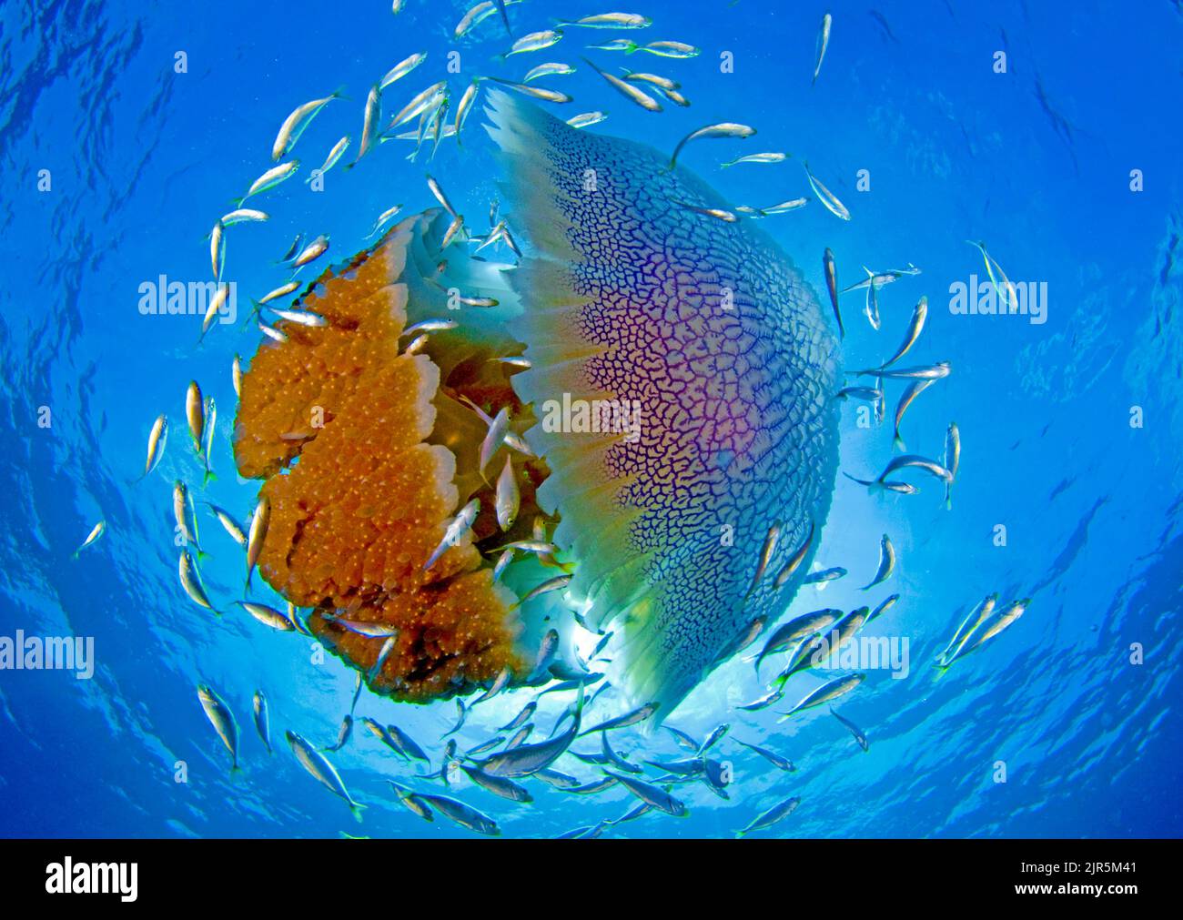 Rhozostome jellyfish (Rhizostoma sp.), Negros, Philippines, Pacific Ocean, Asia Stock Photo