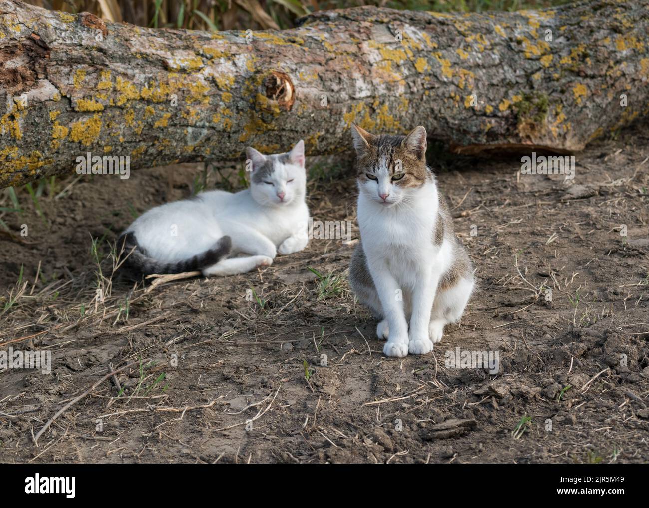 Two lazy cats in nature, a gray-white cat sitting on the ground in front of another cat lying lazily under a log with yellow lichens on its bark in au Stock Photo