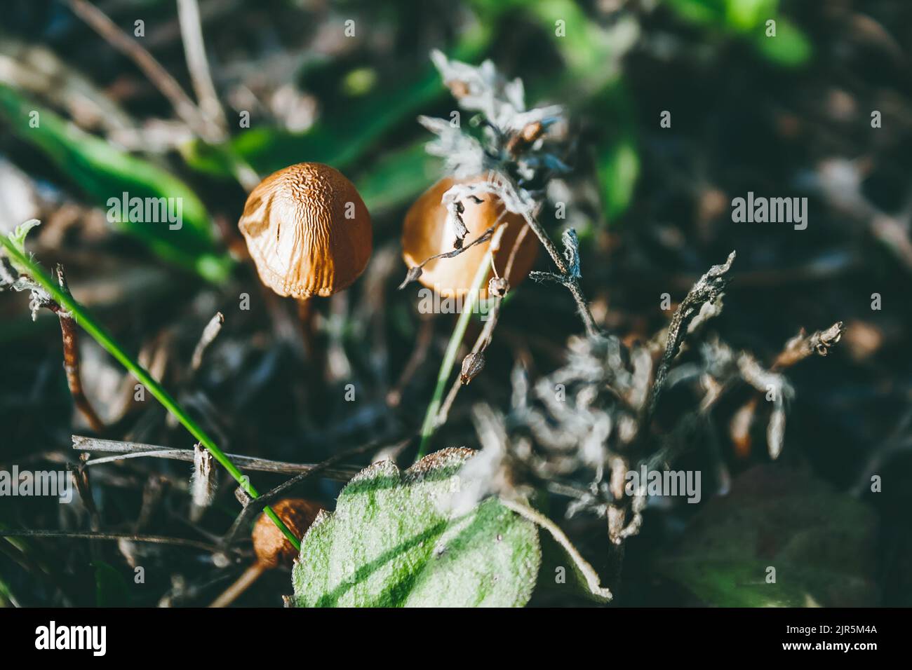 Beautiful small orange mushrooms among dried branches, foliage, mowed grass in mystical autumn misty forest Stock Photo