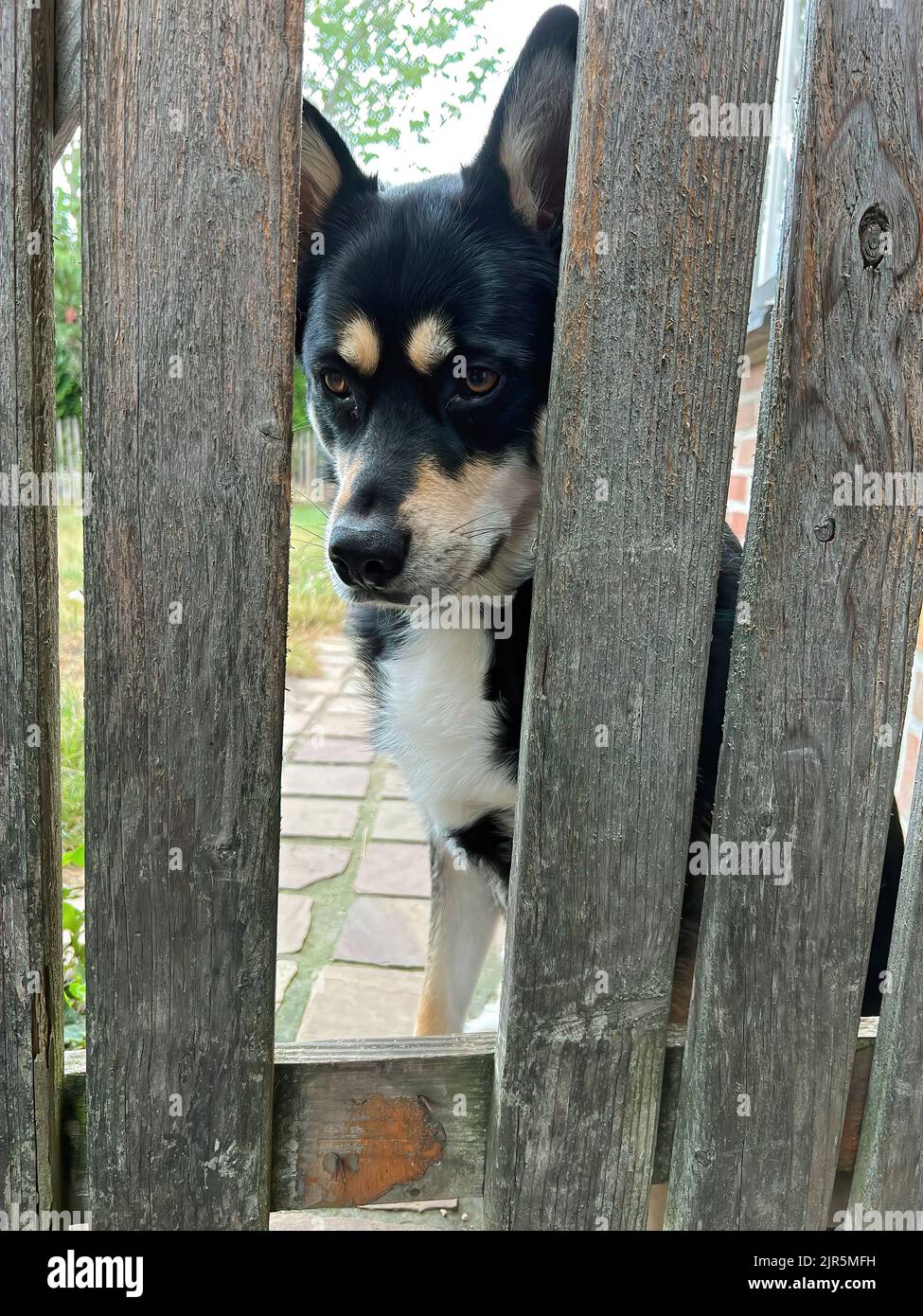 Vertical closeup on a crossbred of Husky and Sheppard dog, looking through a hole in the fence