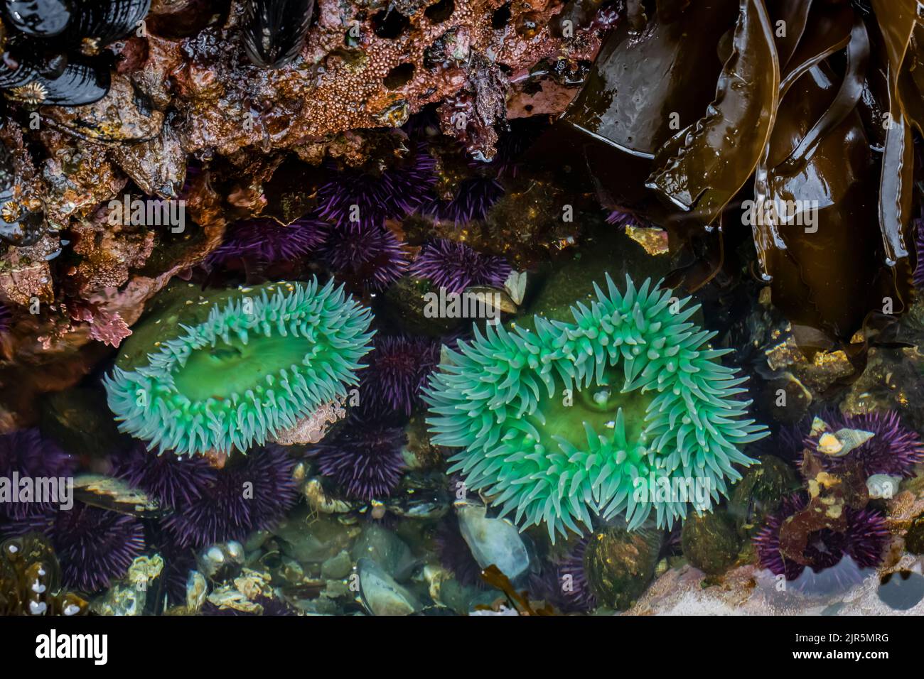 Giant Green Anemones with Purple Sea Urchins at Tongue Point in Salt Creek Recreation Area along the Strait of Juan de Fuca, Olympic Peninsula, Washin Stock Photo