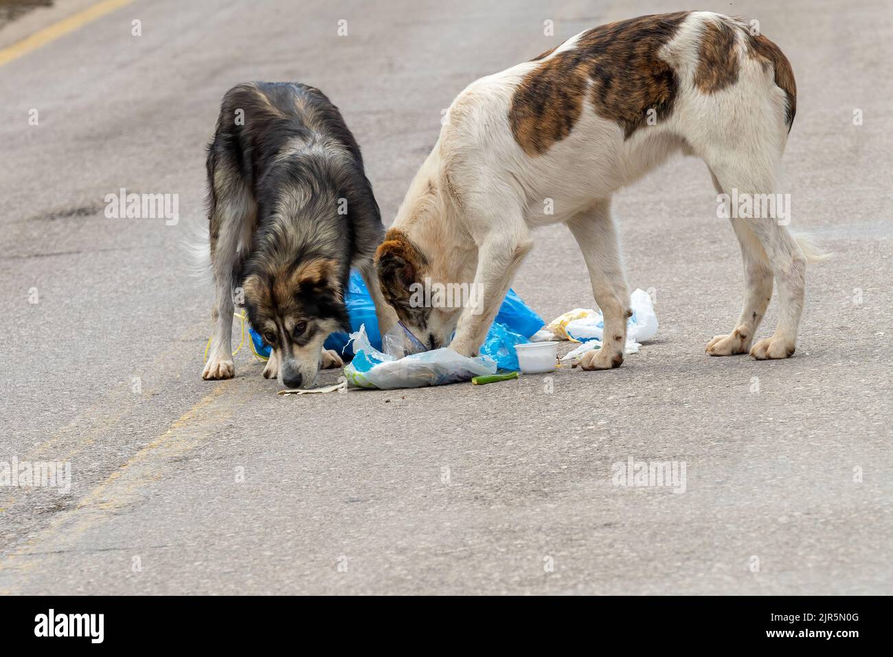 Stray dogs eating food from garbage out in the streets Stock Photo Alamy