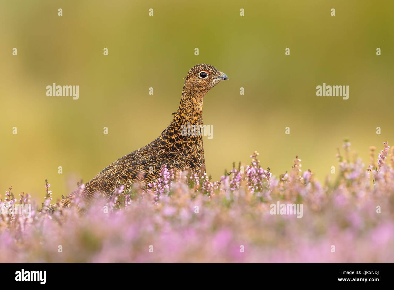 Red Grouse, Scientific name: Lagopus Lagopus, facing right and feeding on purple heather in late summer.  Clean background. Yorkshire Dales, UK.  Hori Stock Photo