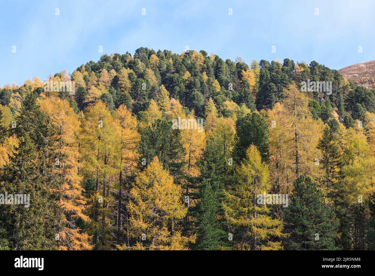 Larch tree forest in the Alp landscape Stock Photo