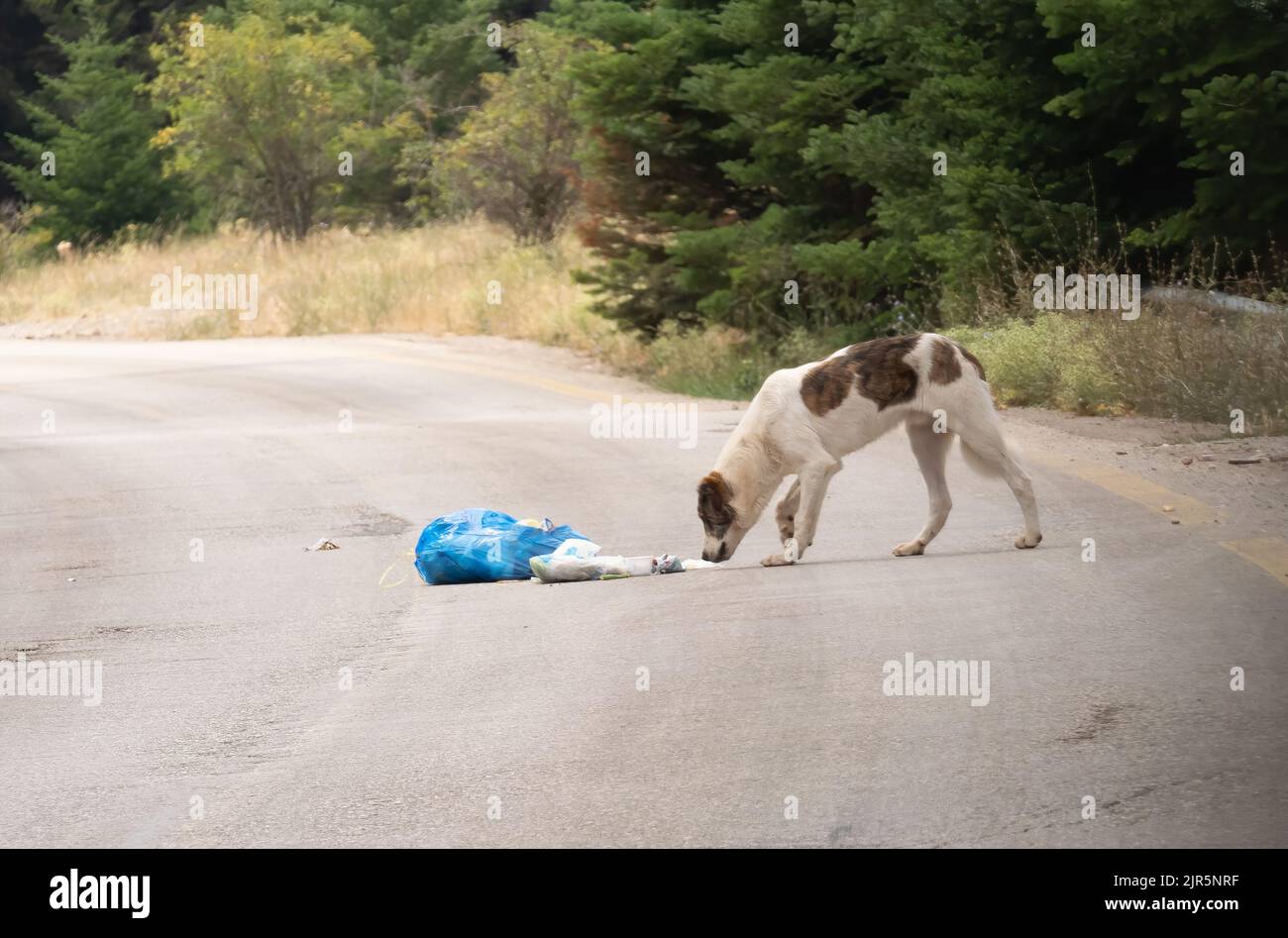 Dog eating food from garbage out in the streets Stock Photo Alamy