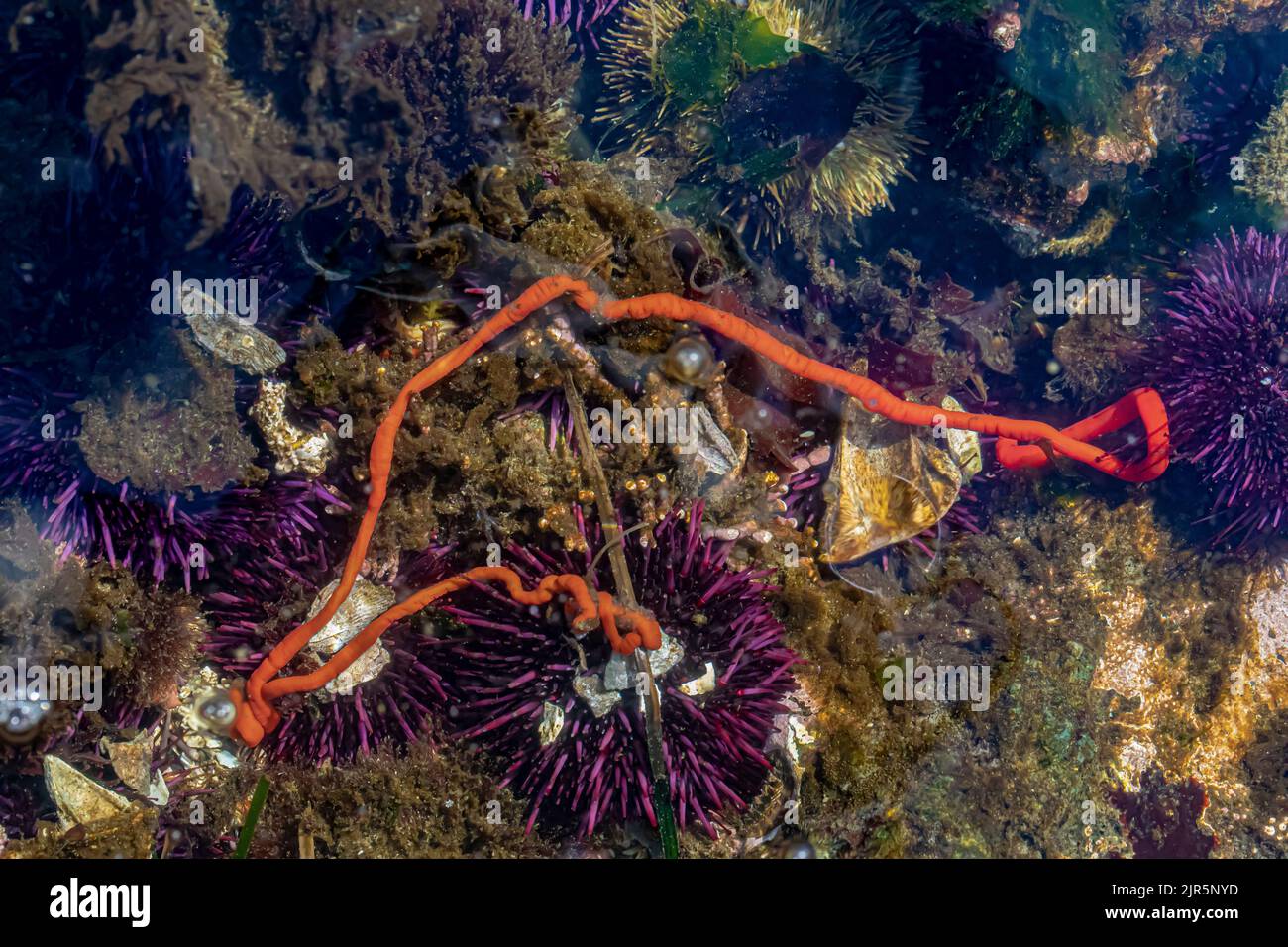 Primitive Ribbon Worm, Tubulanus polymorphus, with Purple Sea Urchins at Tongue Point in Salt Creek Recreation Area along the Strait of Juan de Fuca, Stock Photo