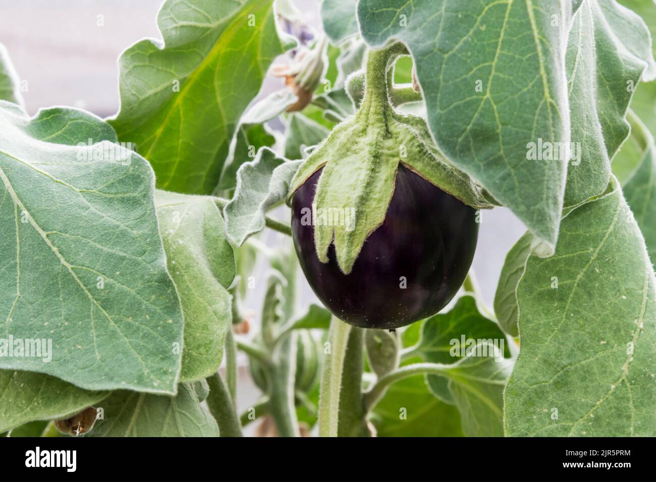 Small 'Black Beauty' organic aubergine, Solanum melongena, growing in greenhouse. Stock Photo