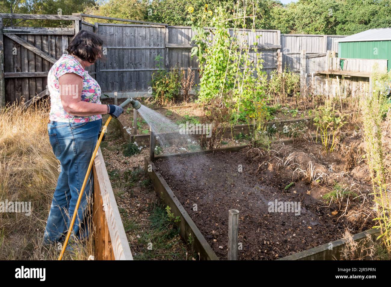 Woman watering a vegetable garden with a hose during the hot, dry