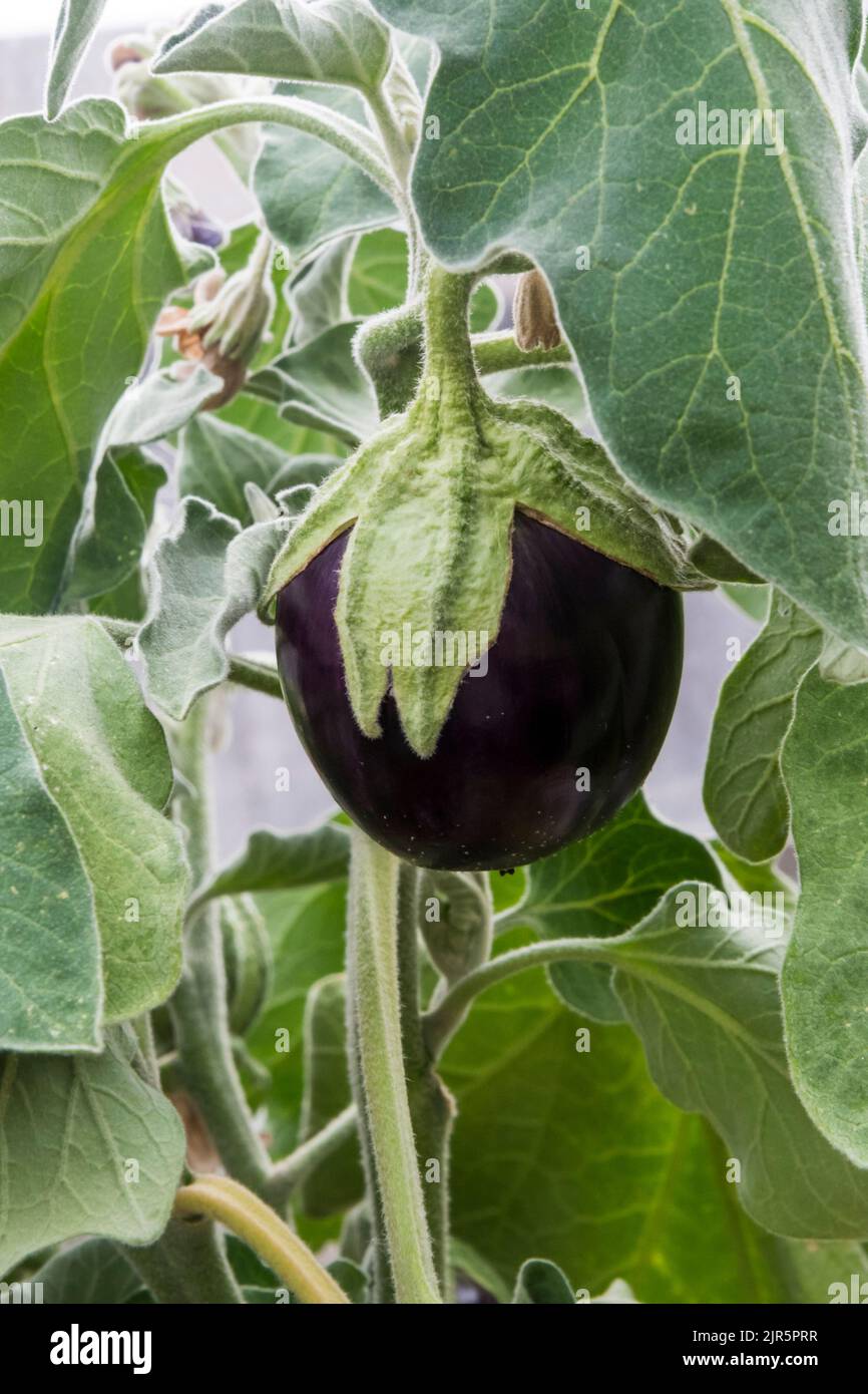 Small 'Black Beauty' organic aubergine, Solanum melongena, growing in greenhouse. Stock Photo