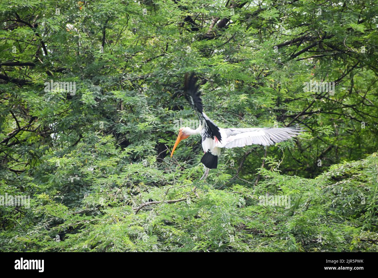 Migratory bird, Painted storks is flying at New Delhi zoo in India Stock Photo