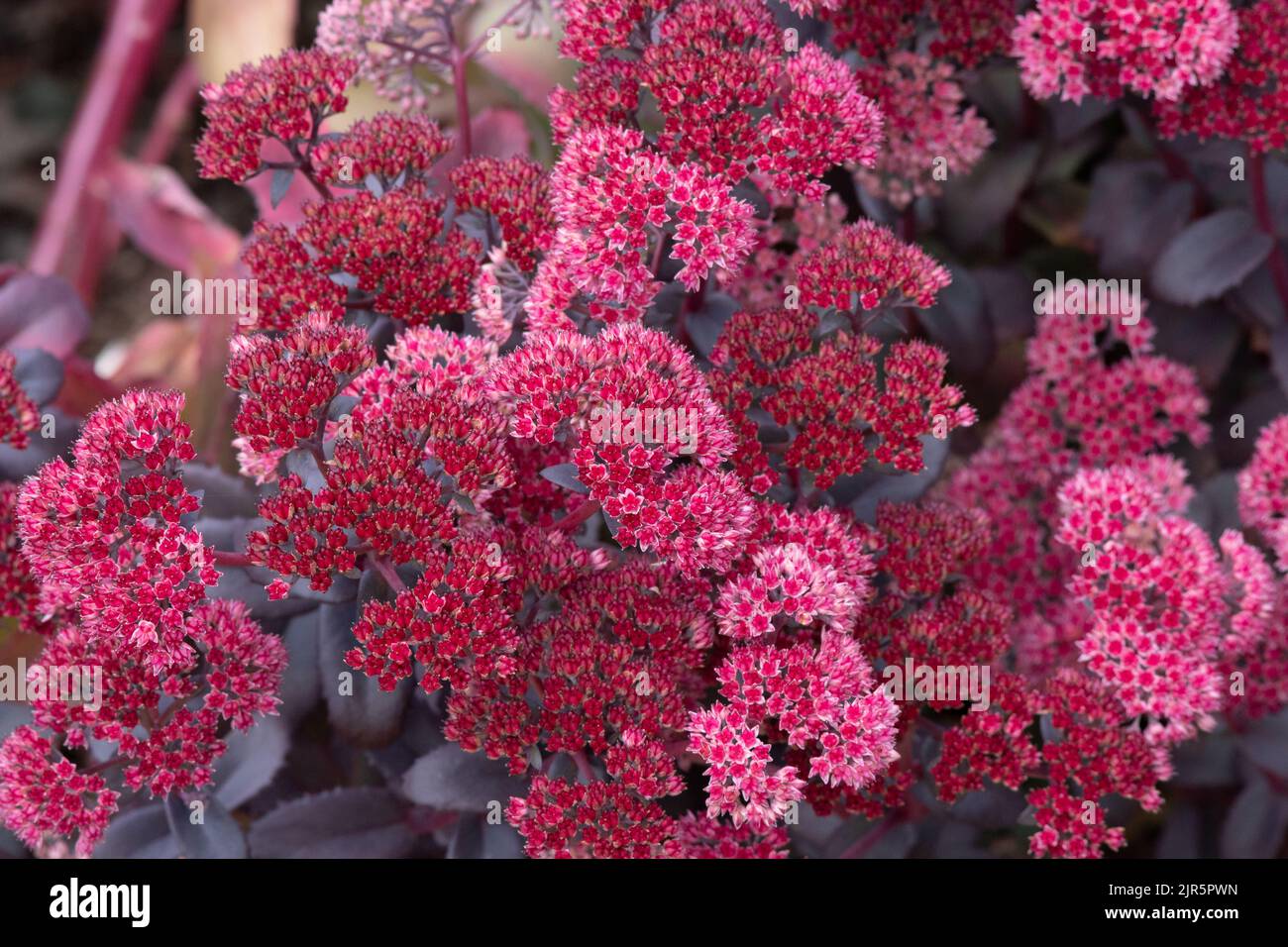 Hylotelephium telephium (Atropurpureum Group) 'Arthur Branch' Stock Photo