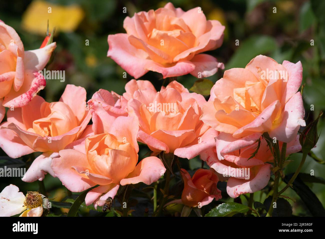 Rosa Atlantic Star Stock Photo