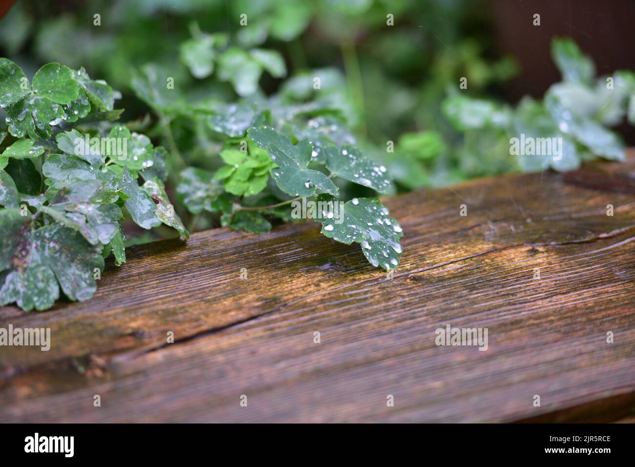 Starker Regen in einem Garten - Heavy rain in a garden Stock Photo