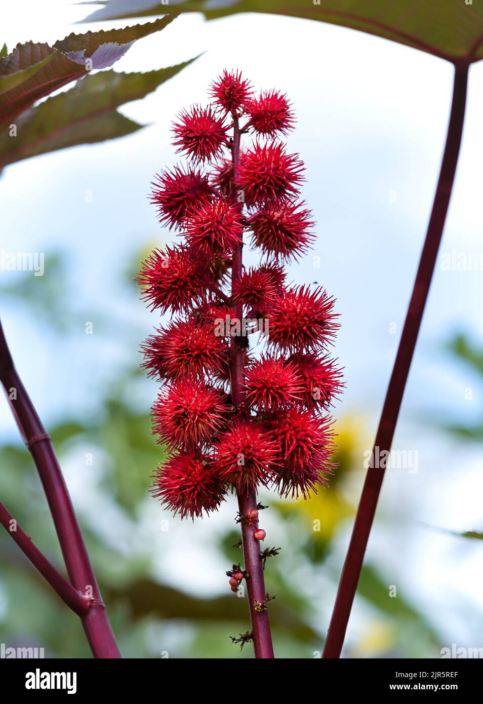 A red flower spike of the castor oil plant, Ricinus communis, against a blue sky in summer or fall, Lancaster County, Pennsylvania Stock Photo