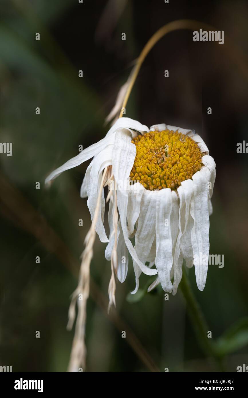 A dry and dying daisy flower with drooping petals draped over a dry