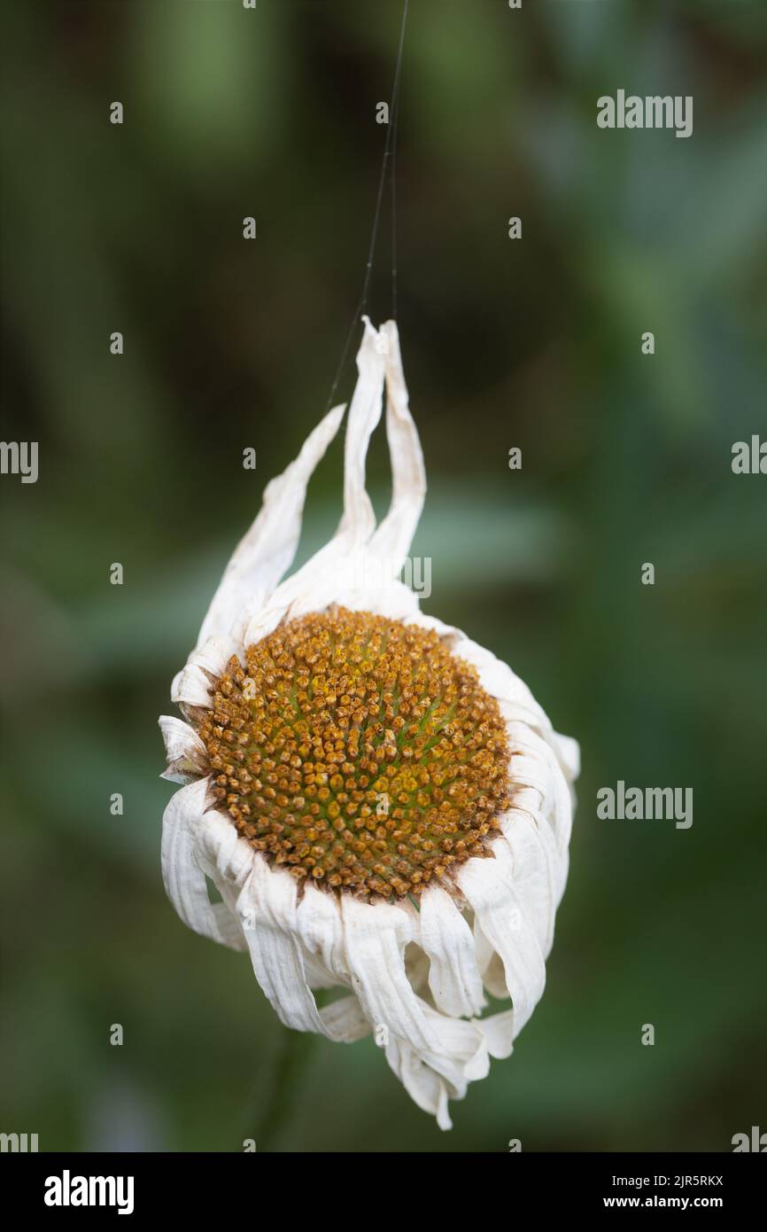 A dry and dying daisy flower with petals pulled upward by a spider's