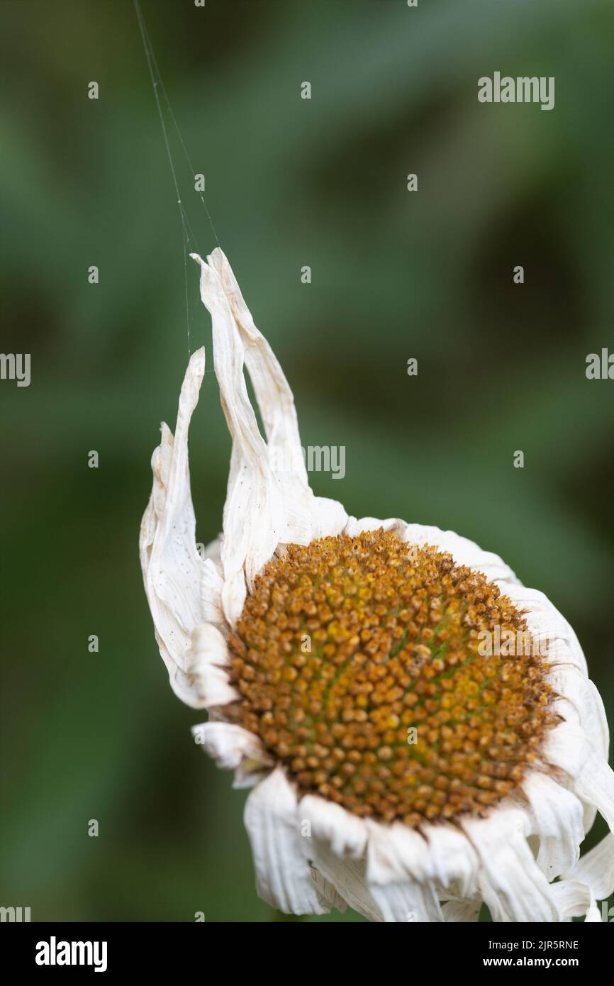 A dry and dying daisy flower with petals pulled upward by a spider's