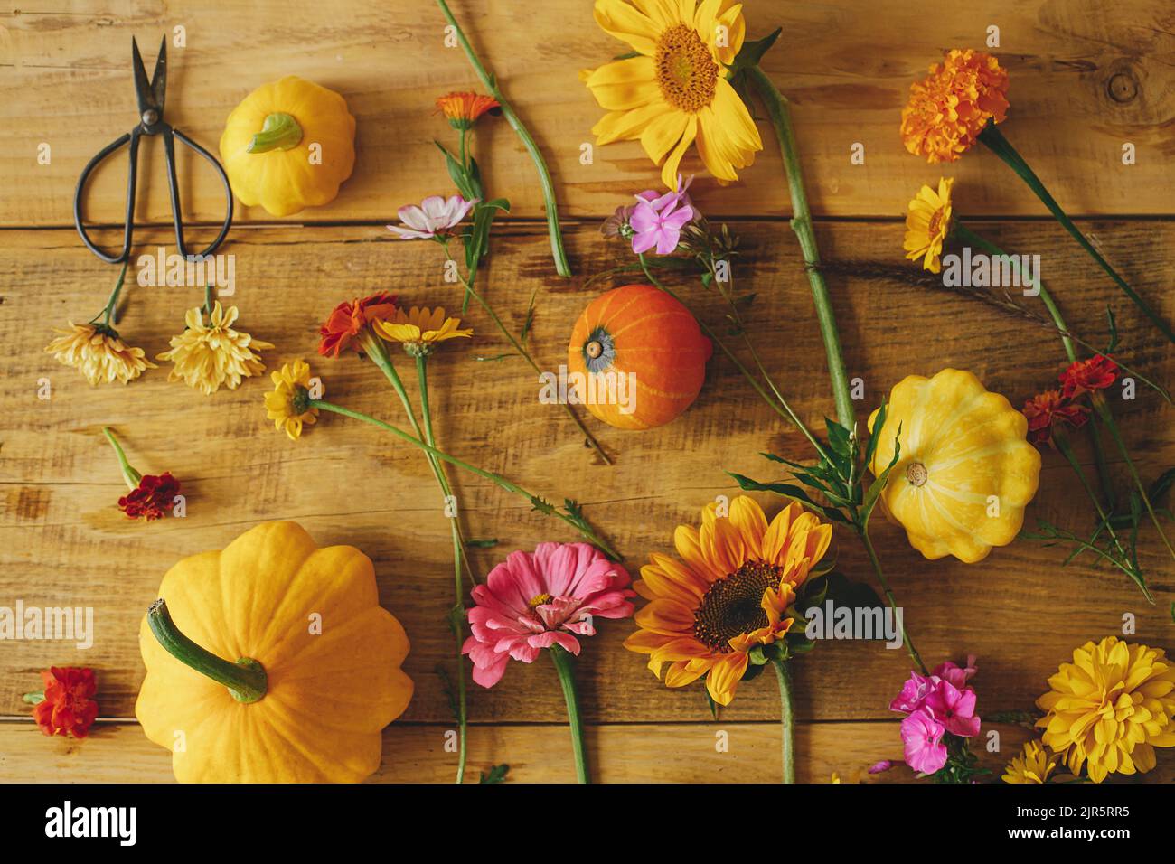 Autumn rustic composition. Colorful autumn flowers, pumpkins, pattypan squashes, scissors on wooden table flat lay. Harvest time in countryside, arran Stock Photo