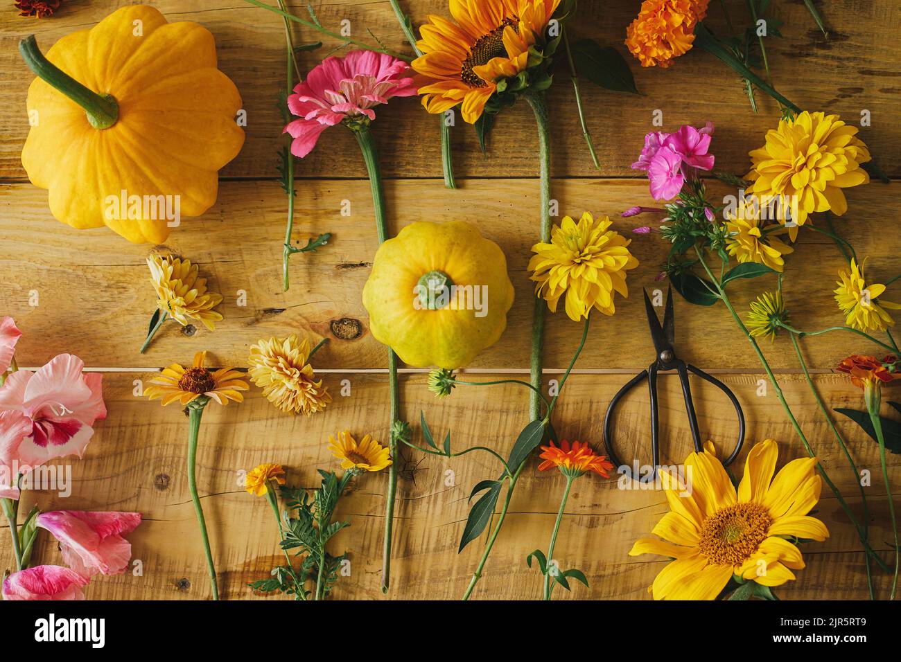 Autumn rustic composition. Colorful autumn flowers, pumpkins, pattypan squashes, scissors on wooden table flat lay. Harvest time in countryside, arran Stock Photo