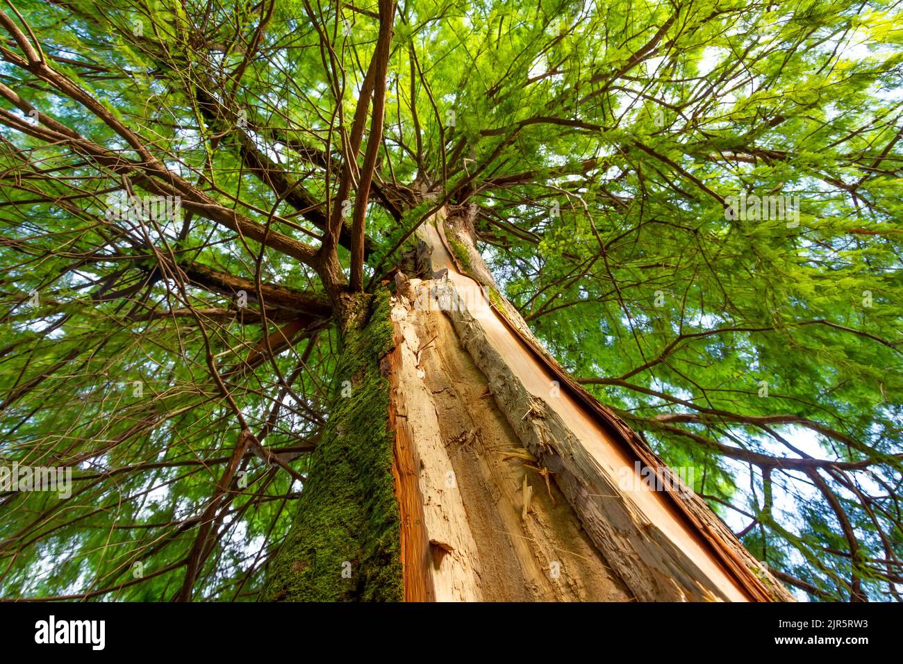 Break a tree after being struck by lightning. Spruce in the forest with