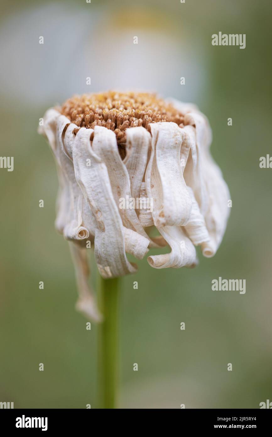A dry, dying daisy flower with curly crisp petals Stock Photo Alamy