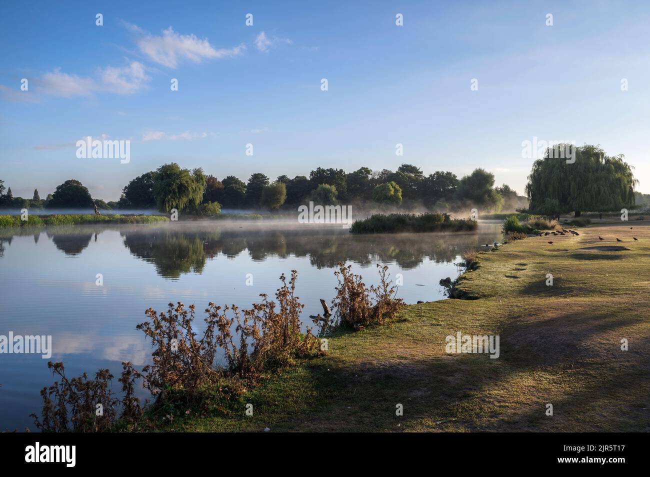 Hovering mist over the ponds at Bushy Park Surrey Stock Photo