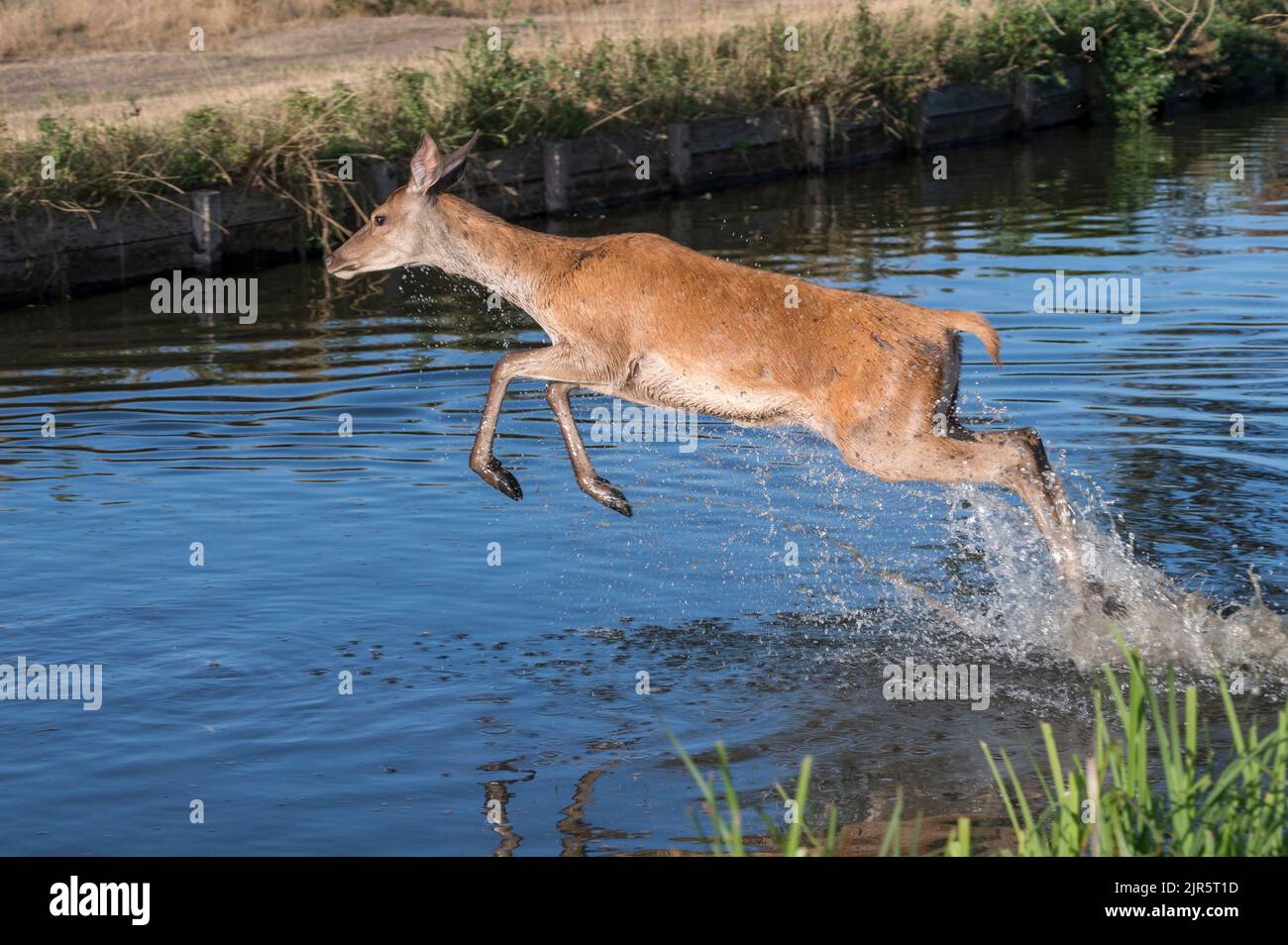 Deer trusting the depth of water with a leap of faith Stock Photo