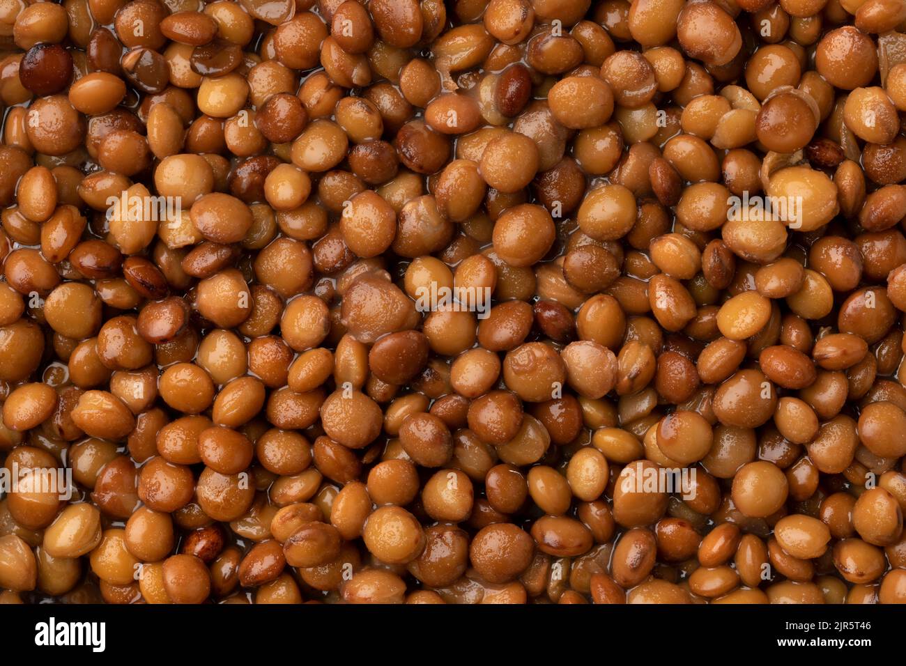 Preserved steamed brown lentils close up full frame as background Stock Photo