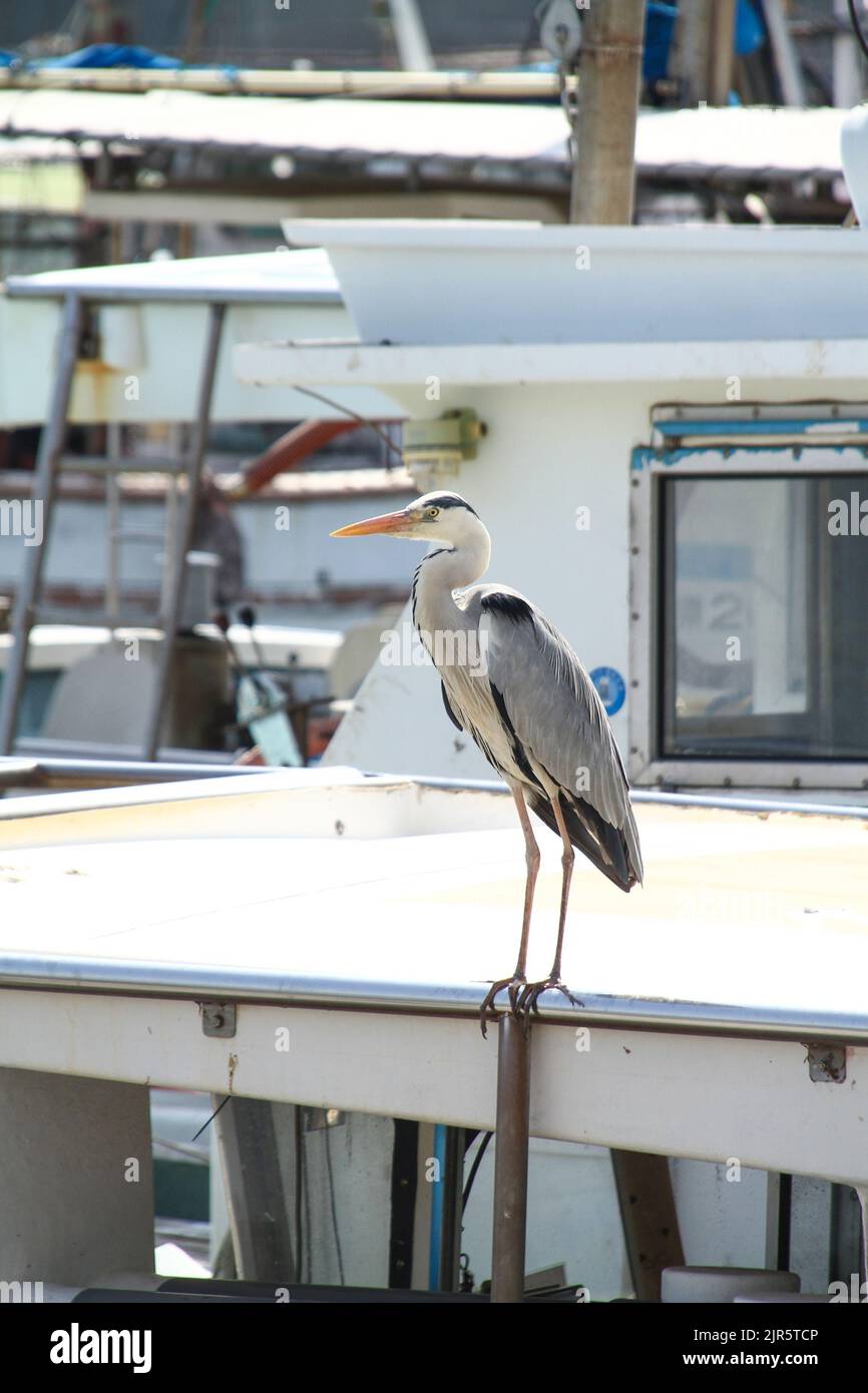 One heron standing on the boat Stock Photo