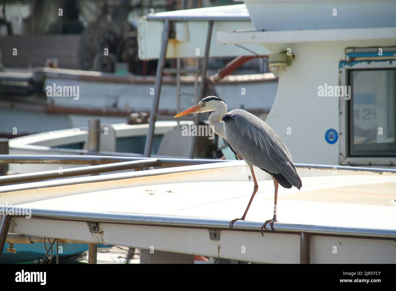 One heron standing on the boat Stock Photo