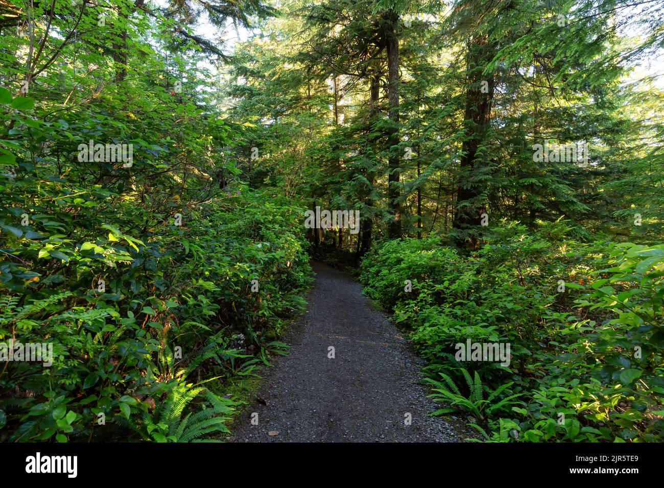 Hiking Path surrounded by lush green trees and bushes in the Morning ...