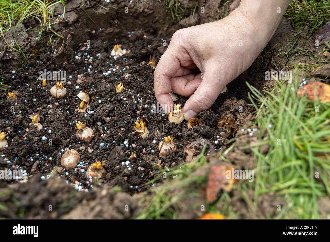 hand sadi in soilsoil flower bulbs. Hand holding a crocus bulb before