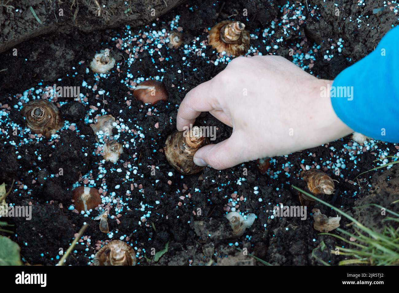hands holding daffodil bulbs before planting in the ground Stock Photo
