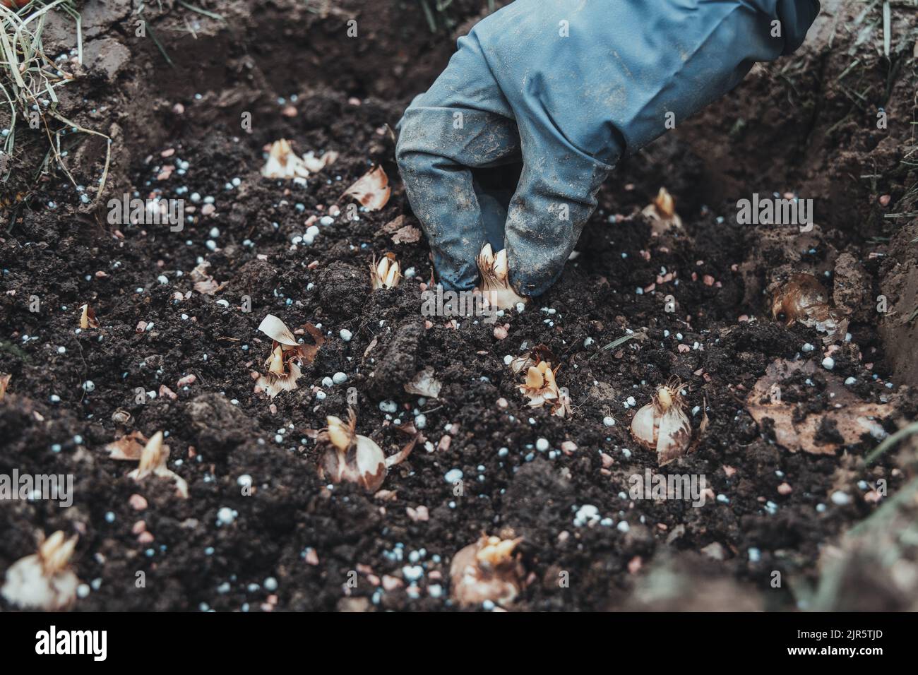 hand sadi in soilsoil flower bulbs. Hand holding a crocus bulb before