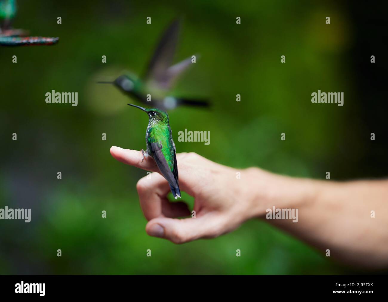 Hummingbird Finger The close-up view of the hummingbird perching on the finger of a human ...