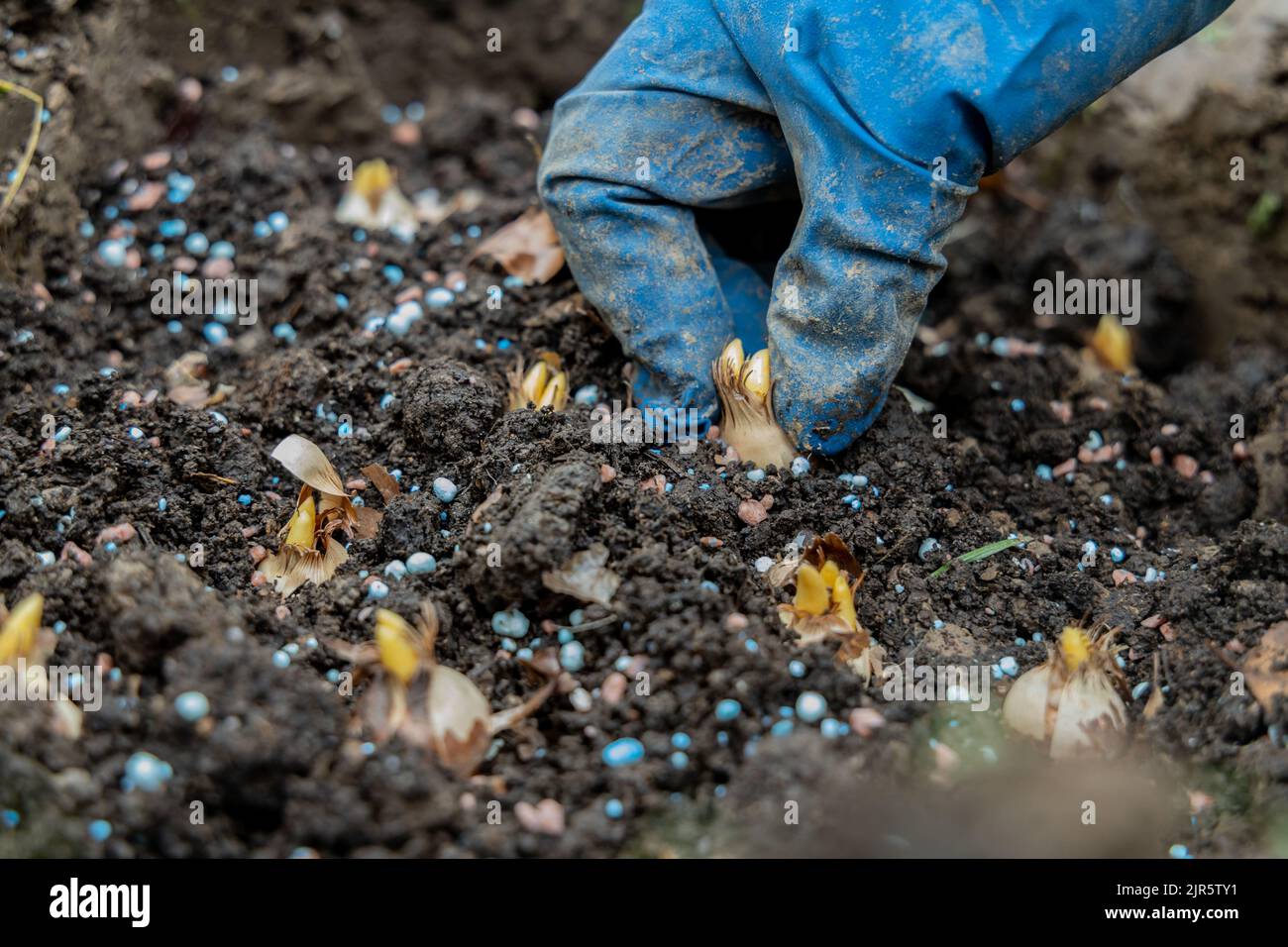 hand sadi in soilsoil flower bulbs. Hand holding a crocus bulb before