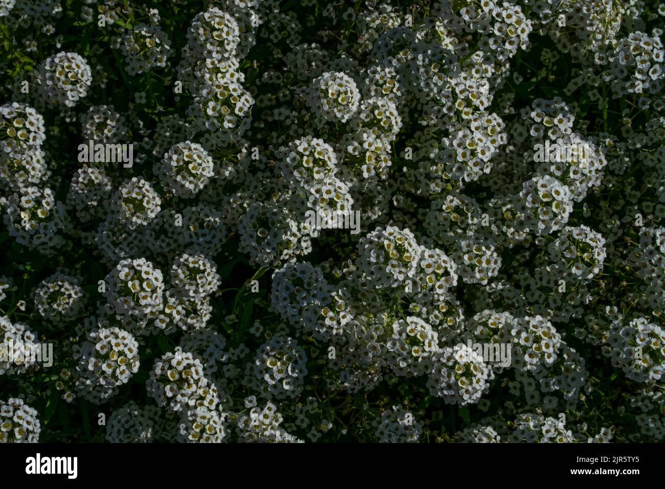 The top view of white alyssum flower plants blooming Stock Photo - Alamy