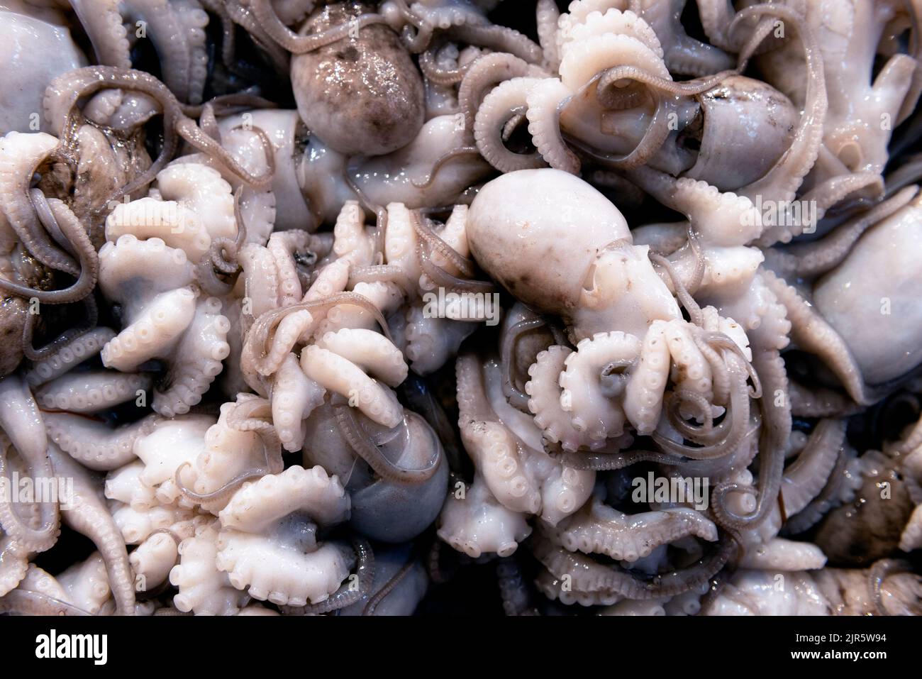 Fresh baby octopus Stock Photo Alamy
